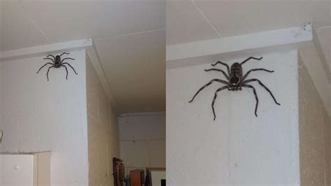 家裏出現大蜘蛛